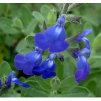 Sauge Arbustive Vivace Fleur Rouge Et Blanche Salvia Hot Lips