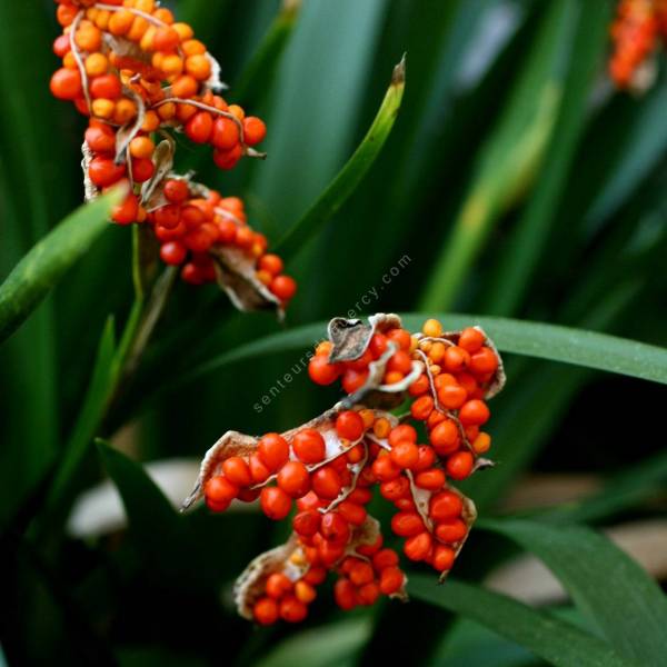 iris foetidissima