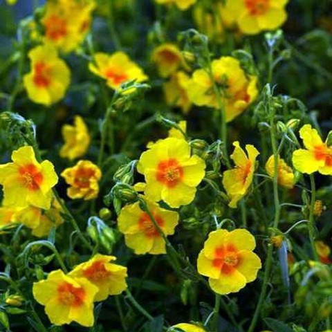 Helianthemum Ben Fhada Hélianthème à Fleur Jaune