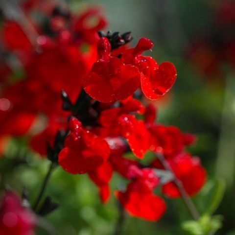 Salvia Royal Bumble Sauge Arbustive Rouge Foncée