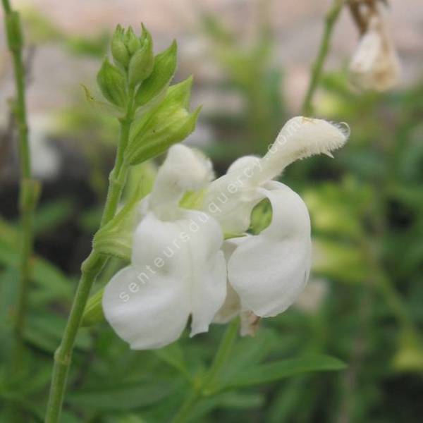 Sauge blanche avec fleurs violettes - Calliste Herboristerie