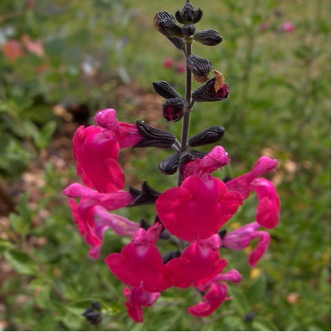 Salvia Pink Blush Sauge Arbustive Rose