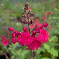 salvia rapsberry royale sauge arbustive framboise