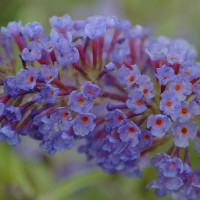 buddleja davidii nanho blue arbre aux papillons