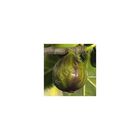 Figuier 'Dauphine' - Ficus carica