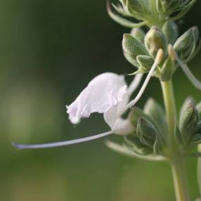 Salvia apiana - Sauge blanche