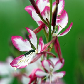 Plantes Vivaces Et Arbustes Dont Les Noms Botaniques