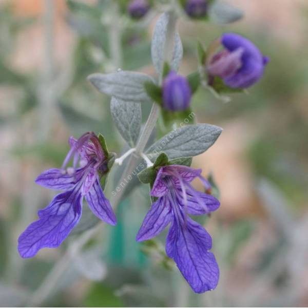 Teucrium fruticans 'Azureum', Germandrée arbustive