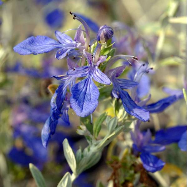 Teucrium fruticans, Germandrée arbustive