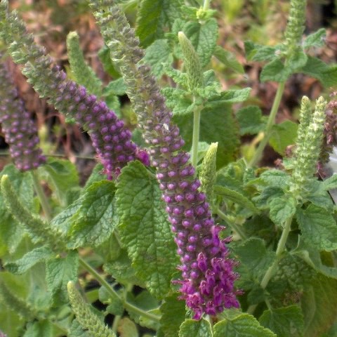 Teucrium Hyrcanicum Germandrée Iranienne