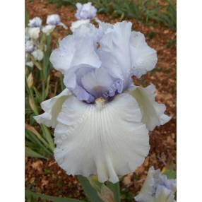 Iris 'Time And Again'