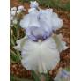 Iris 'Time And Again'