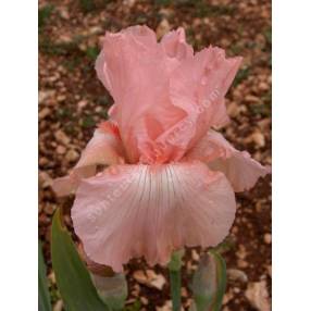 Iris 'Perle Rose'