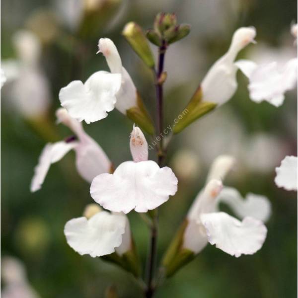 Sauge arbustive vivace à fleur blanche - Salvia microphylla 'Glacier