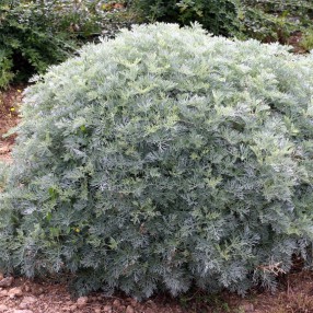 Plantes Dont Le Port Forme Naturellement Des Boules Régulières