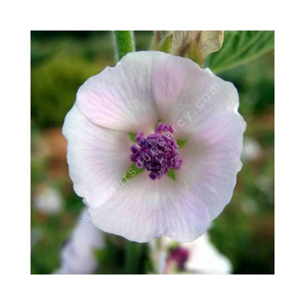 Guimauve officinale - Althaea officinalis - plante vivace en ligne