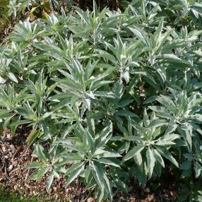 Salvia apiana - Sauge blanche