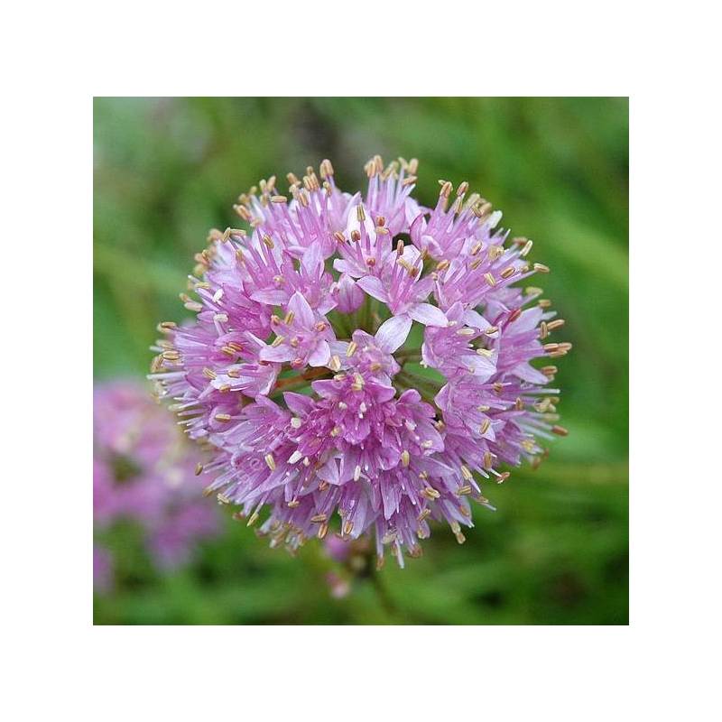 Allium lusitanicum - Ail du Portugal