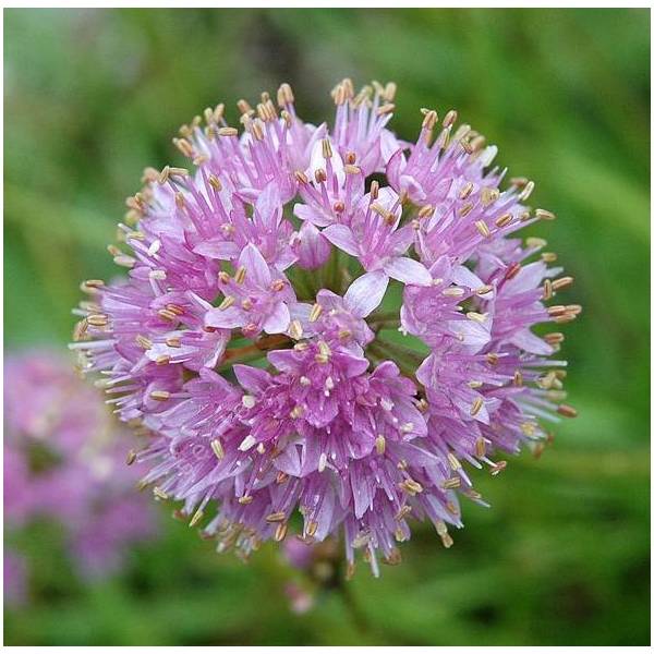 Allium lusitanicum - Ail du Portugal