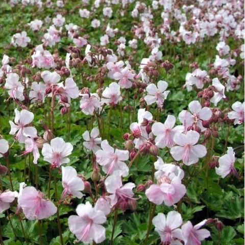 Geranium X Cantabrigiense Biokovo Géranium Vivace