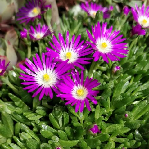 delosperma lavisiae pourpier vivace rose