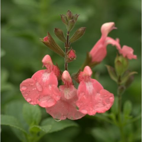 Salvia Heatwave Blast Sauge Arbustive Rose Saumon