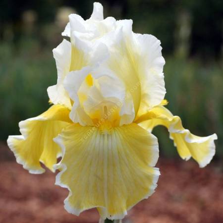 Iris 'Via Domitia'