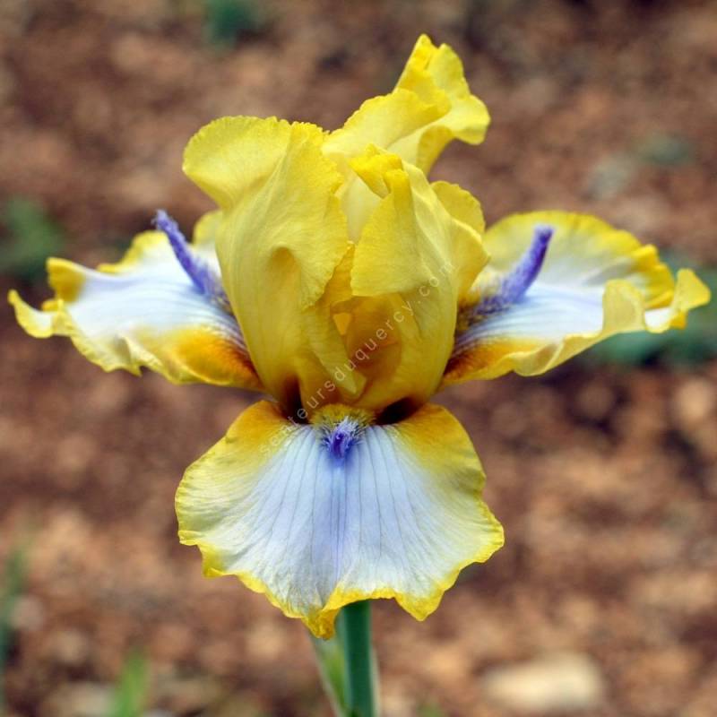 Iris 'Triple Whammy'