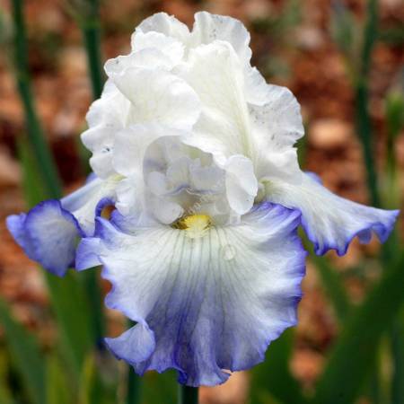 Iris 'Azure Icicle', amplement ondulé