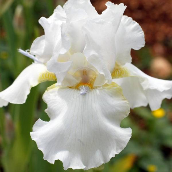 Iris 'Starship'