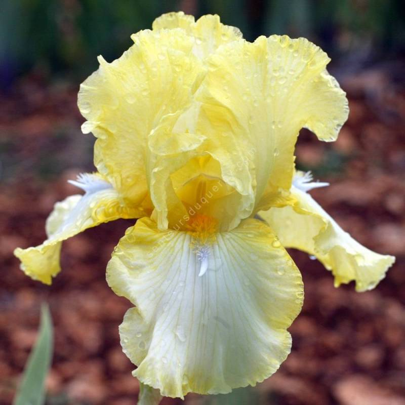 Iris 'Come to Me'