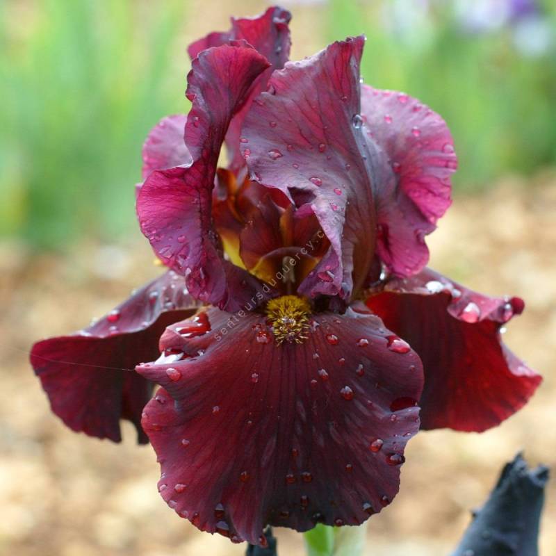 Iris 'Dynamite'