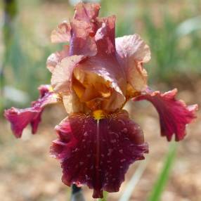 Iris 'Feu de Saint Jean'