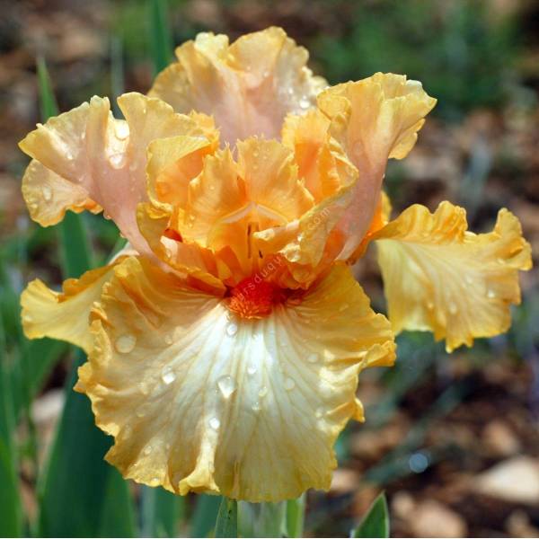 Iris 'Viva Mexico'