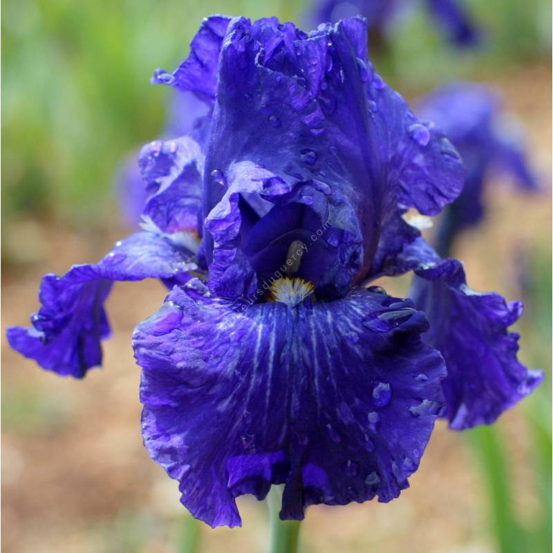 Iris 'Double Dribble'