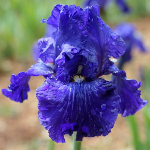 Iris 'Double Dribble'