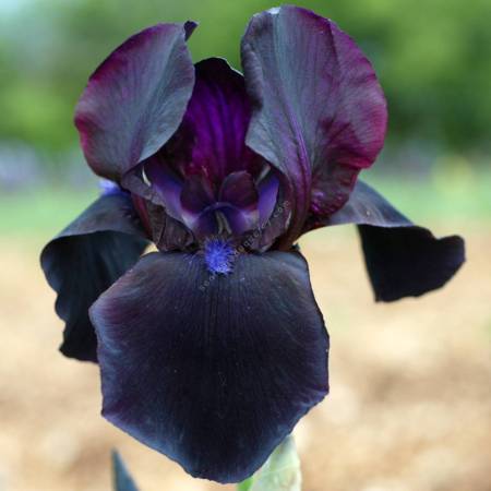 Iris 'Study In Black'