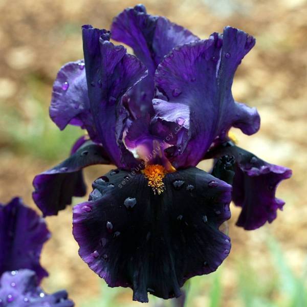 Iris 'Night Game'