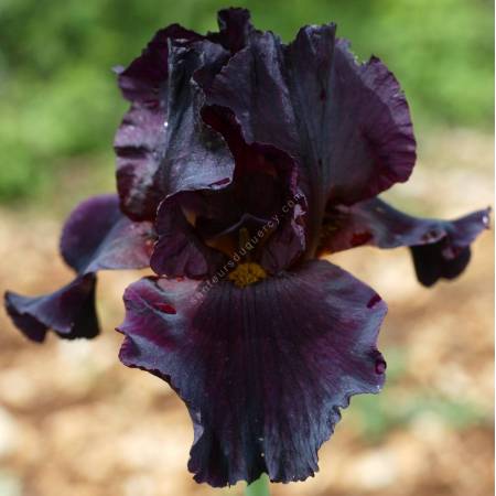 Iris 'Black as Night'