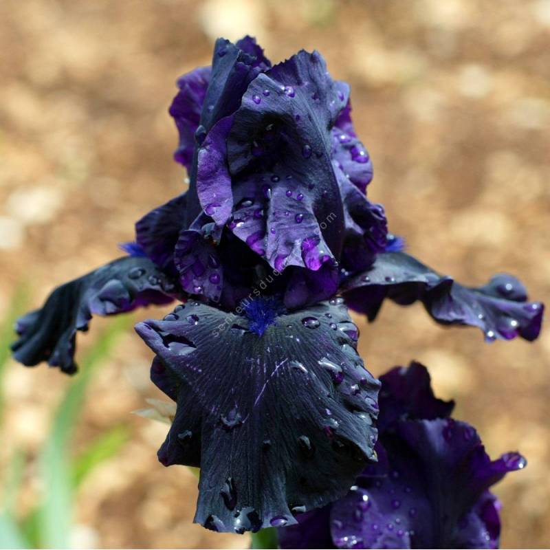 Iris 'Hello Darkness'