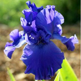 Grand iris de jardin 'Bonus Lite' blanc - vente en ligne