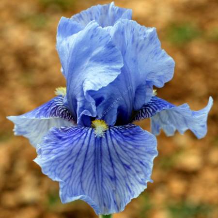 Iris 'Fancy Fellow'