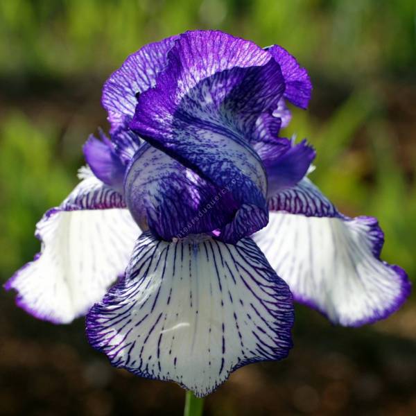 Iris 'Circus Stripes'