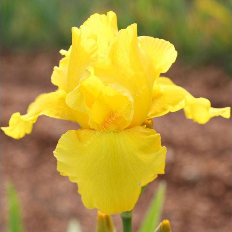 Iris 'Cote d'Or'