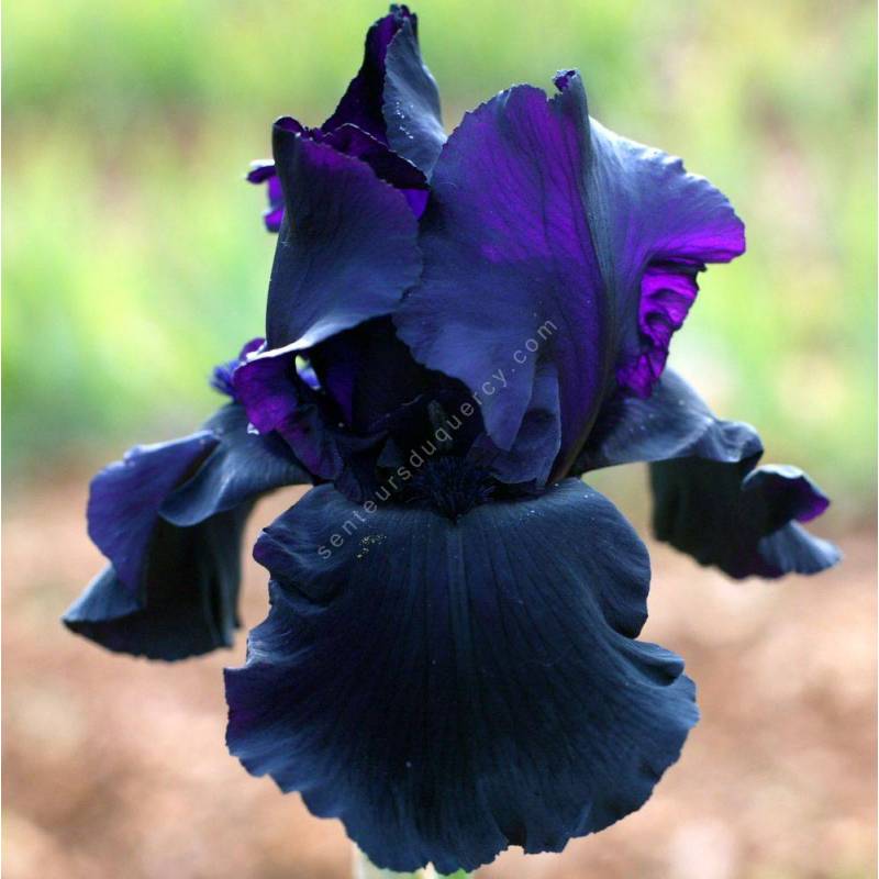 Iris 'Black Tie Affair'