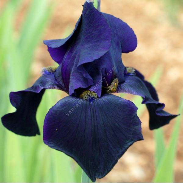 Iris 'Interpol'