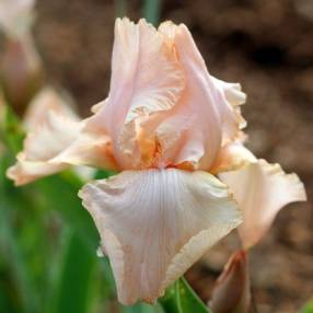 Iris 'Deep Caress'