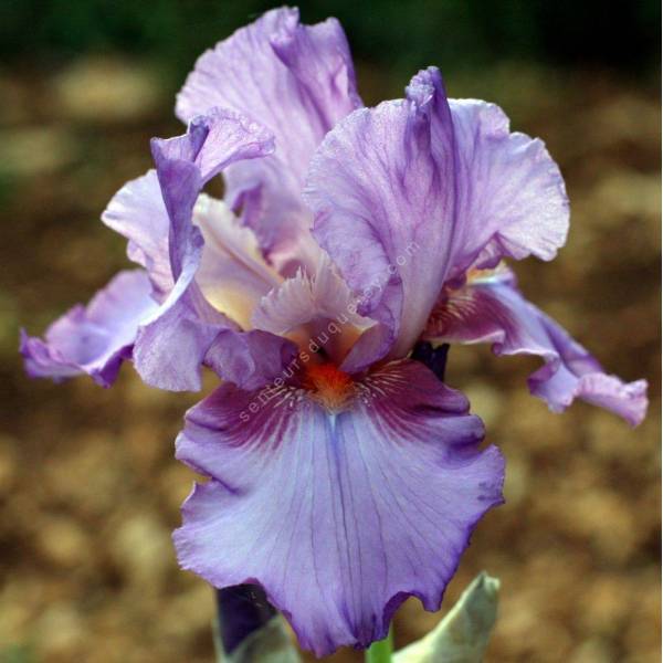 Iris 'Persian Berry'