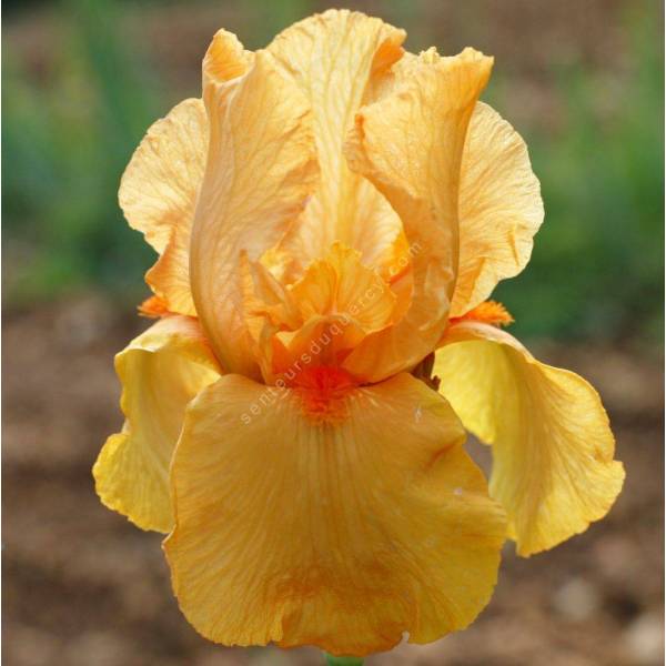 Iris 'Feu du Ciel'