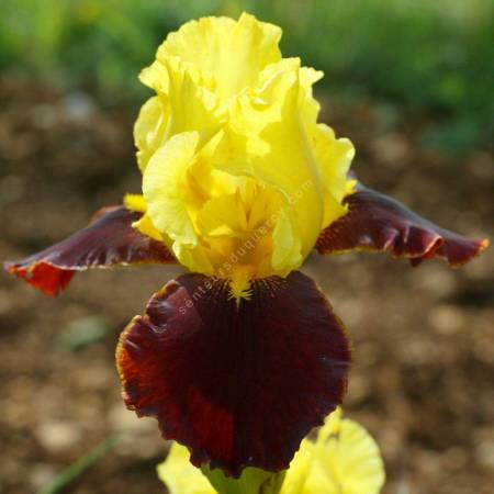 Iris 'Andalou'